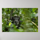 Pesquisar por chimps pôsteres Chimpanzee