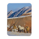 Pesquisar por cavalo chifre cartoes Animal