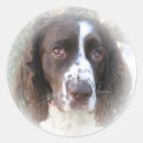 Pesquisar por spaniel de springer inglês Raça