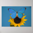 Pesquisar por girassol e borboleta artes pôsteres Inseto