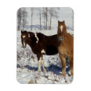 Pesquisar por égua e potro cartoes Foto