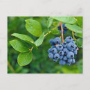 Pesquisar por aroma cartoes postais Natureza