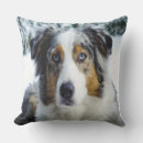 Pesquisar por shepard australiano Animal