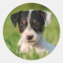 Pesquisar por jack russell adesivos Jrt