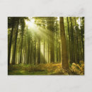 Pesquisar por brilhando cartoes postais Floresta