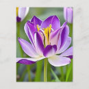 Pesquisar por tulips cartoes postais Qualquer pessoa