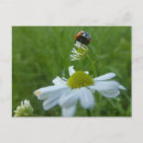 Pesquisar por margaridas coloridas cartoes postais Qualquer pessoa