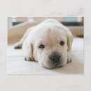 Pesquisar por labrador retriever cartoes postais Bonitinho