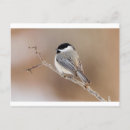 Pesquisar por cardeal fêmea cartoes Pássaro