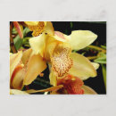 Pesquisar por orquídeas amarelas cartoes postais Amarelo
