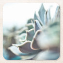 Pesquisar por echeveria porta copos Succulent