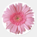 Pesquisar por gerbera cor de rosa Elegante