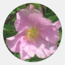 Pesquisar por selvagem aumentou Wildflowers