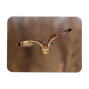 Pesquisar por orelha animal imas Natureza