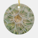 Pesquisar por planta ornamentos Natureza