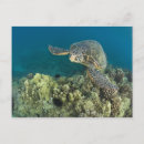 Pesquisar por mydas Ilha