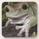 Pesquisar por sapo de sorriso Natureza
