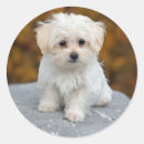 Pesquisar por cão maltês adesivos Canino