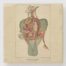 Pesquisar por anatomia porta copos Ilustração