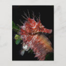 Pesquisar por cavalo marinho cartoes postais Praia