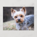 Pesquisar por yorkies cartoes postais Animal