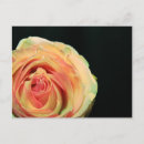 Pesquisar por pétalas cor de rosa cartoes postais Amarelo