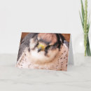 Pesquisar por falcon cartoes Aves de rapina