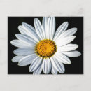 Pesquisar por mae cartoes postais Flor
