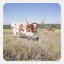 Pesquisar por longhorn adesivos Texas