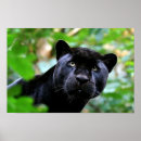 Pesquisar por gato pantera preta pôsteres Jaguar