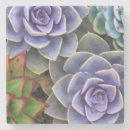 Pesquisar por echeveria porta copos Botânico
