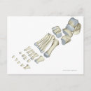 Pesquisar por pé humano cartoes postais Pequena empresa