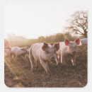 Pesquisar por leitão adesivos Animal