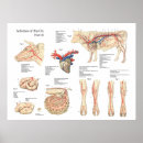 Pesquisar por vasos sanguíneos pôsteres Anatomia