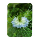 Pesquisar por flor branca azul imas Branco