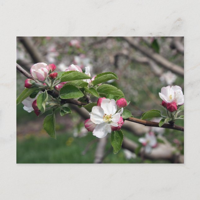 01 Apple Blossoms Winchester VA Cartão postal (Frente)