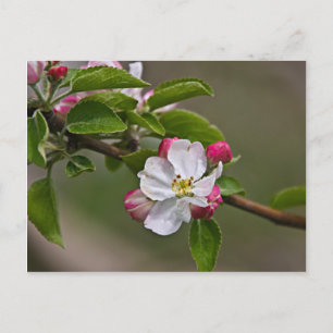 04 Apple Blossoms Winchester VA Cartão postal