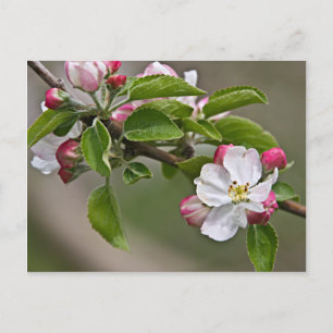 05 Apple Blossoms Winchester VA Cartão postal
