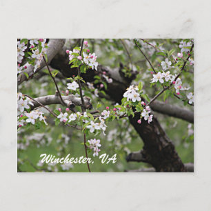 09 Apple Blossoms Winchester VA Cartão postal