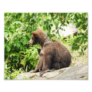 10" x 8", papel profissional da foto de Kodak