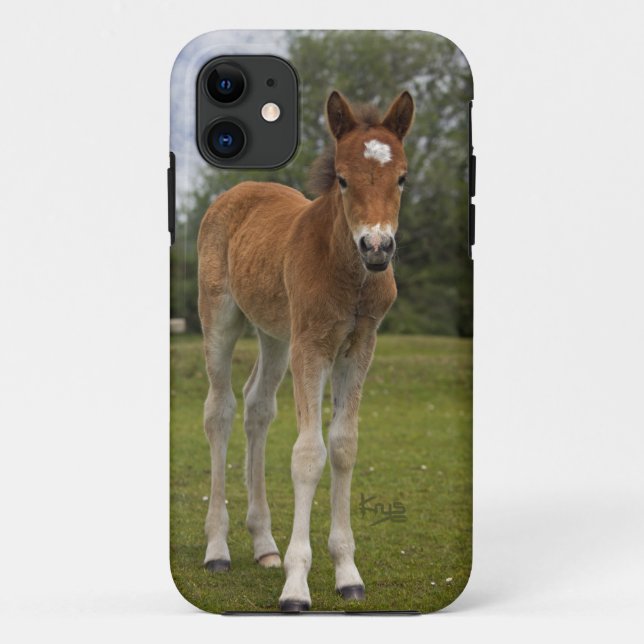 11 Capa para iPhone 5 de Potro (Verso)