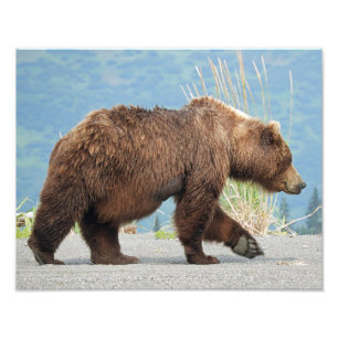 11" x 14" foto do urso de urso
