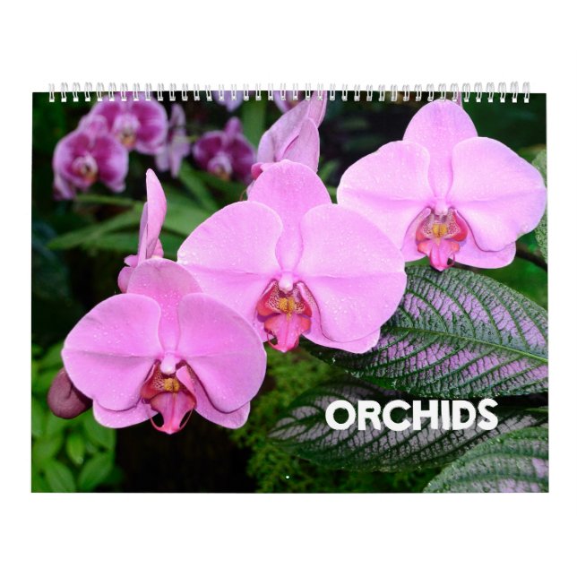 12 meses Calendário das orquídeas (Capa)