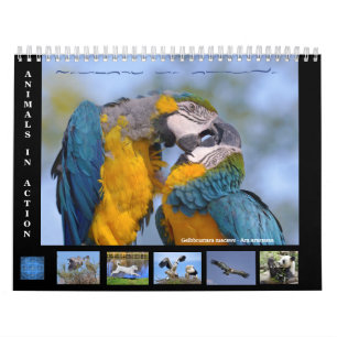 12 meses Calendário dos animais em ação