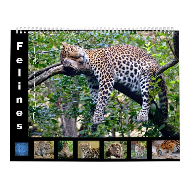 12 meses calendário Felinos (Capa)