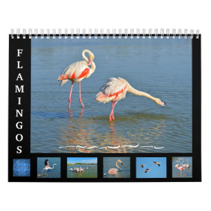 12 meses calendário Flamingos