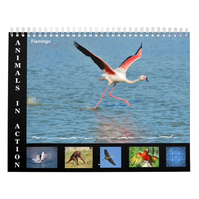 12 meses de calendário dos animais em ação (Capa)