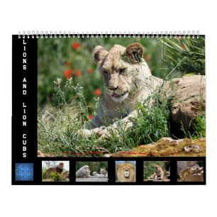 12 meses de calendário Família de leões