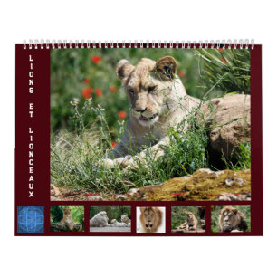 12 meses de calendário Família de leões