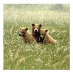 12x12 Foto de Satin de filhotes de urso pardo